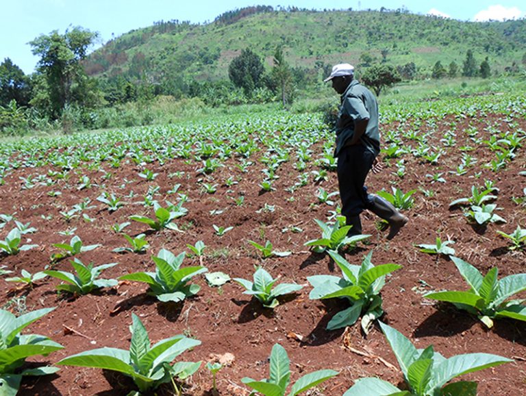 BATU-field-visit_tobacco-farm