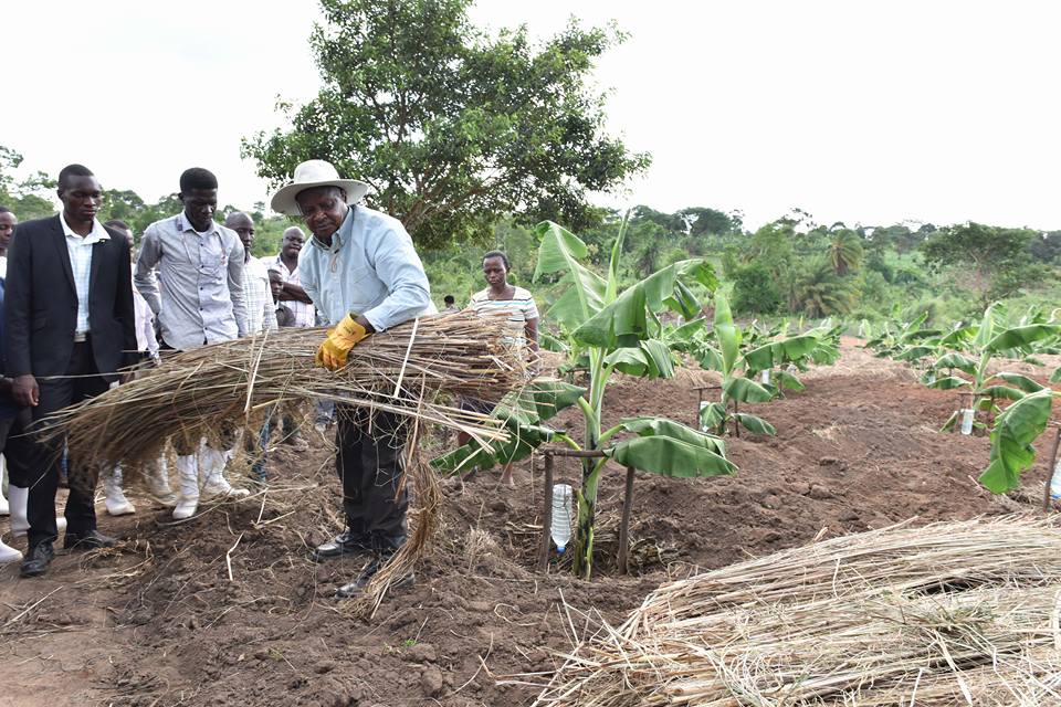 Museveni farming