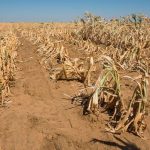 Drought