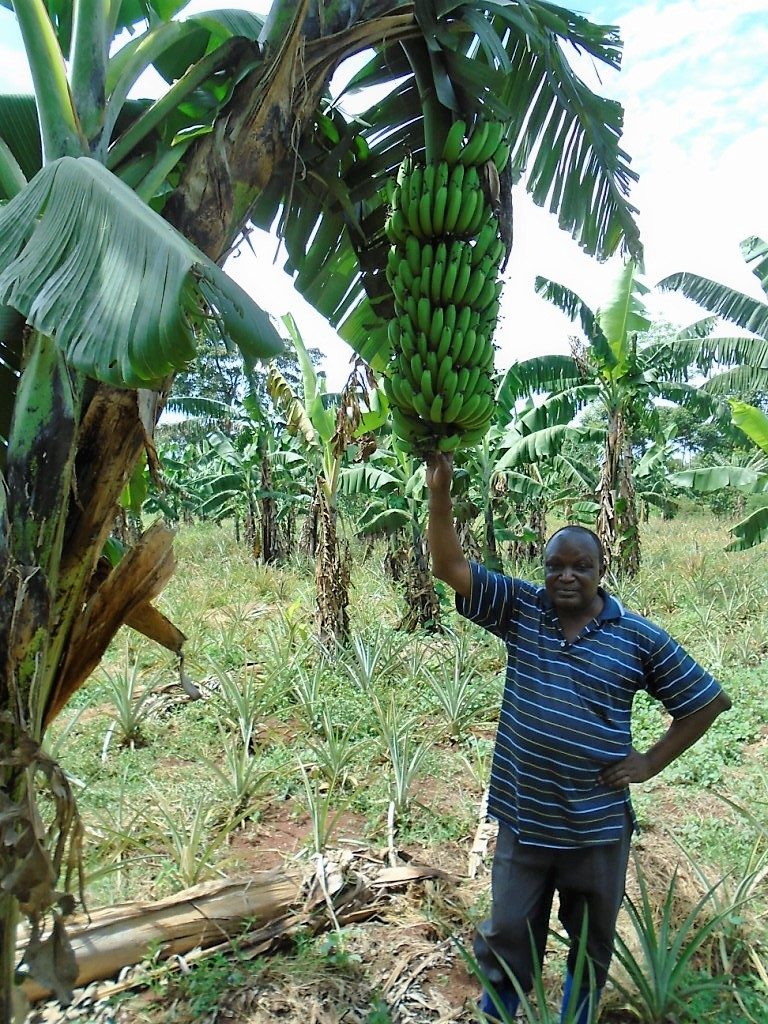 Mpabe earns millions from matooke