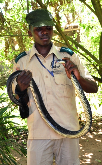 Bakiddawo manages the Uganda Reptile Village