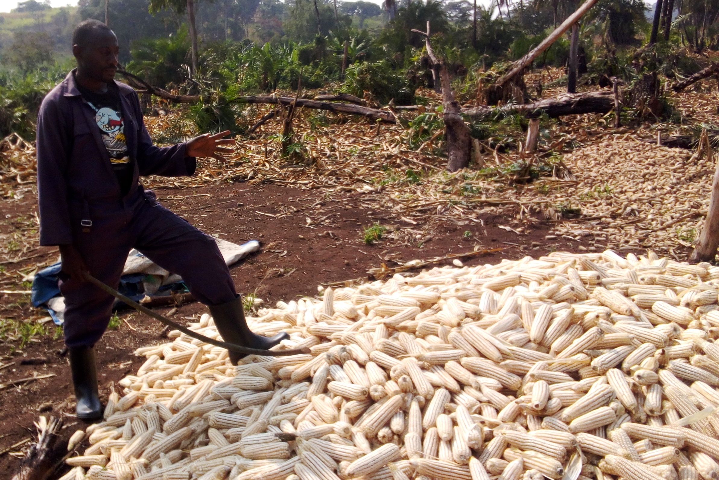 uganda maize growers