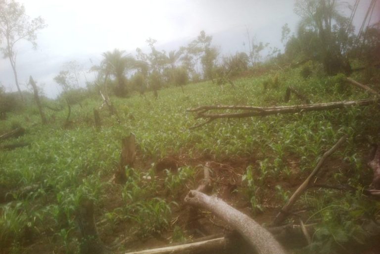 Maali says it's plant population that matters in maize farming