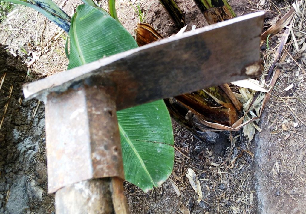 PRACTICAL GUIDE: How to Get 3,000 Kilograms From An Acre of Maize ...