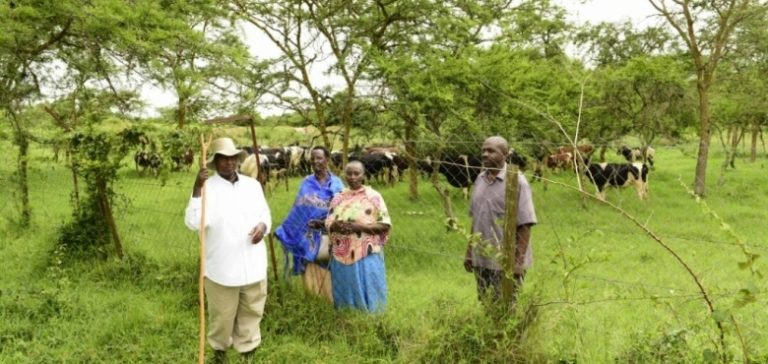 Museveni grazing his cows