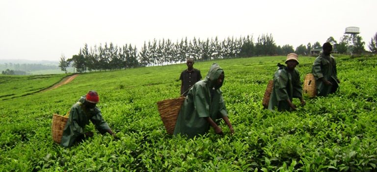 Kigezi not suitable for tea growing