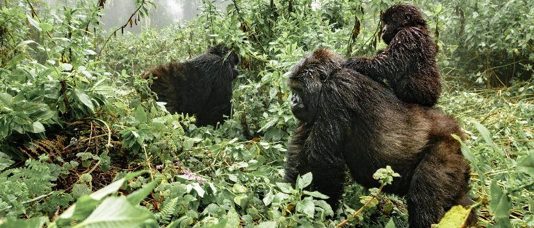 Gorilla trekking is always a thrilling experence