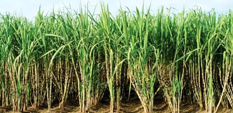 Sugarcane Farmers Protest Withholding Tax On Agricultural Supplies