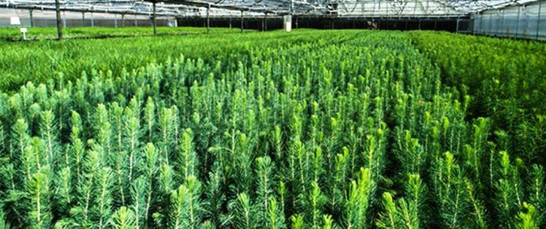 Colorado State Forest Service Seedling Tree Nursery