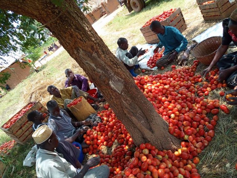 Babeyo's workers sorting tomatoes