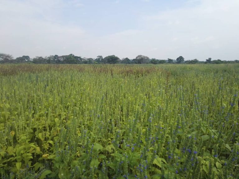 Chia farming is profitable