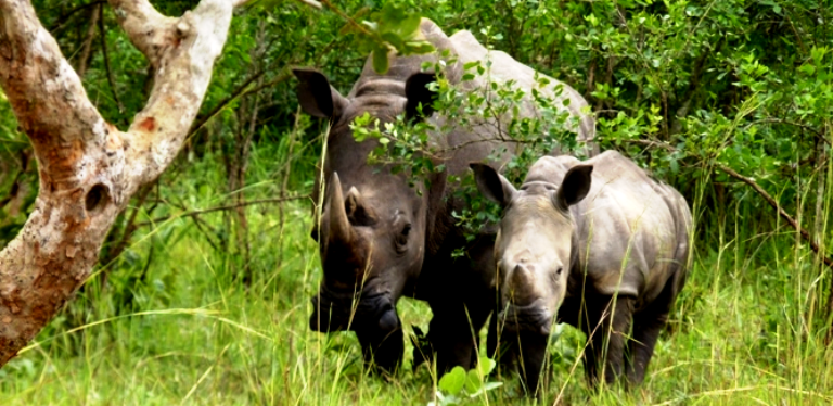 Rhinos at Ziwa Rhino sanctuary