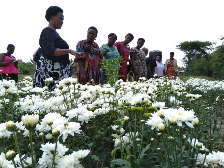 Women MPs inspecting a flower farm owned by the UWEP-funded Rwentobo Women group in Mbarara