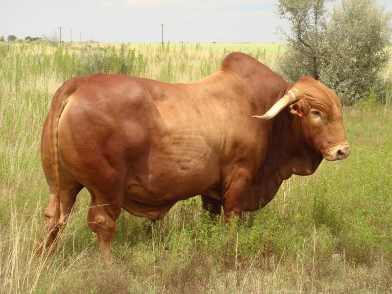 Cow