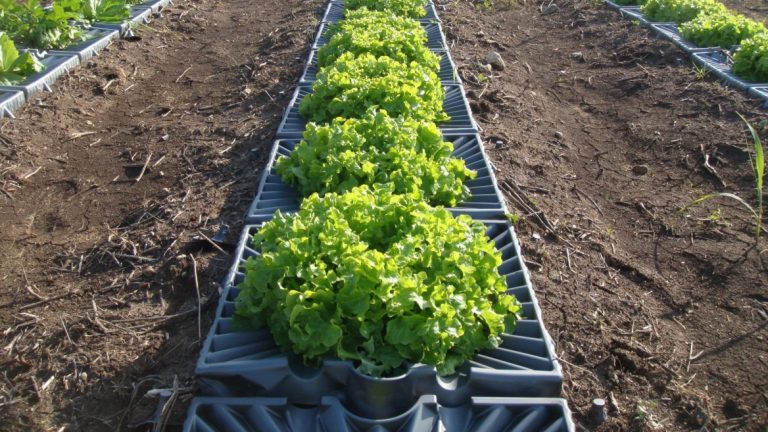 tal-ya-trays-1168x657