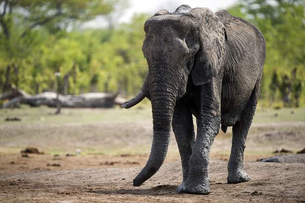 'More Than 50 Elephants Die Of Thirst' In Zimbabwe » Business Focus