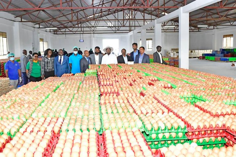 76906356_1743137985821618_5059834438079217664_n