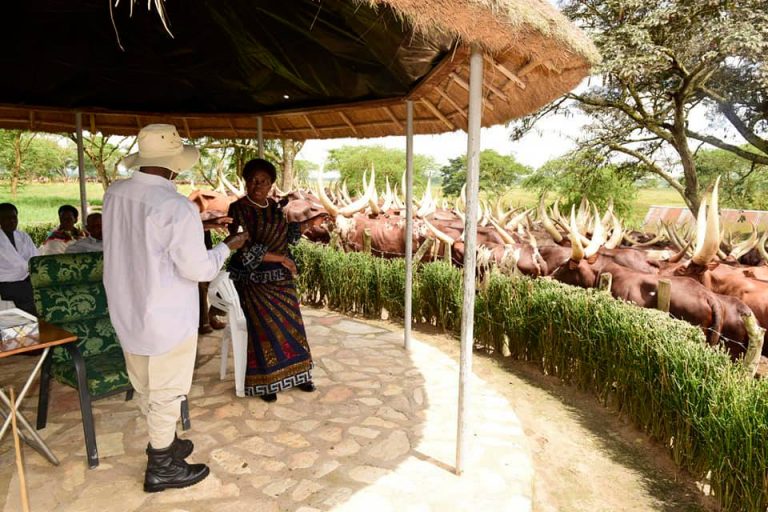 78074496_1742041392597944_8106526887439761408_n