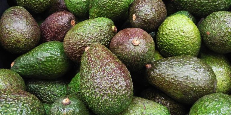 Hass Avocado: A Crop That Can Earn You Shs28m Annually From One Acre 