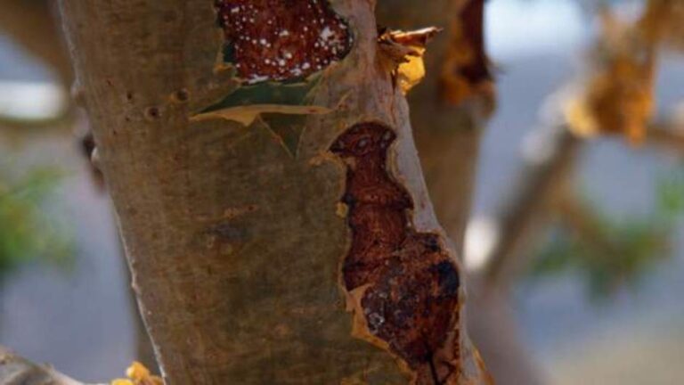 8e0e1bdb-65dc-479a-a959-73d2ebe60b02