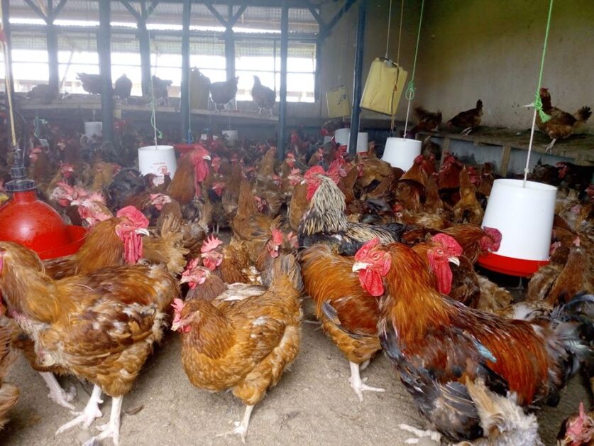 Rainbow Roosters: A New Type Of Chicken For Farmers To Make Money