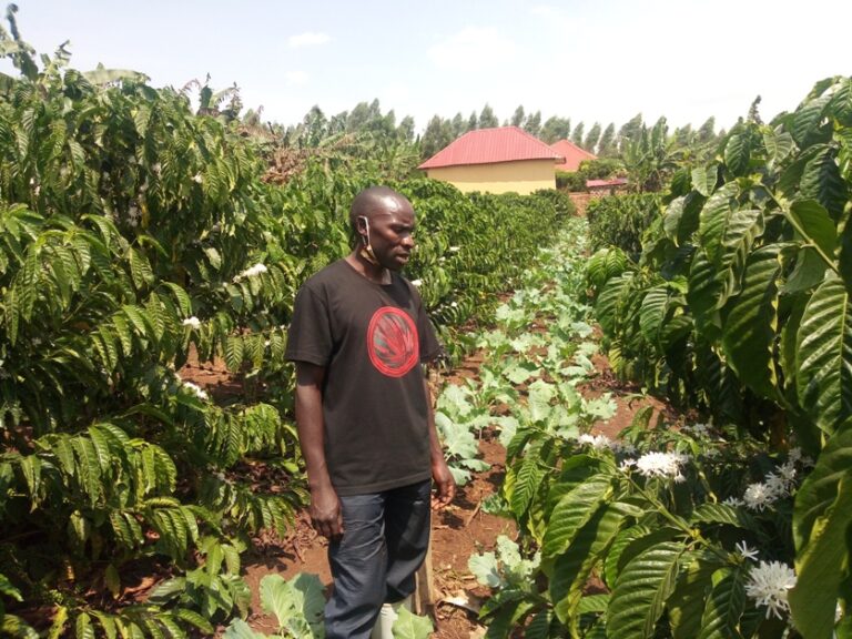 Ssemakula in his coffee farm