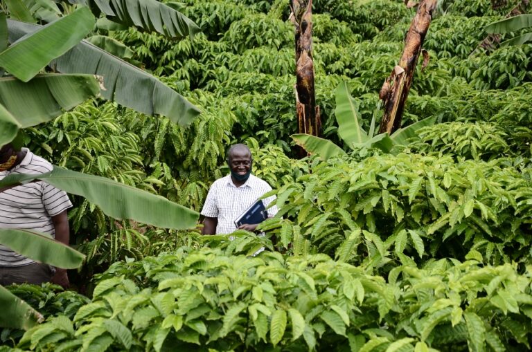 Farmers-are-increasingly-embracing-1m-by-3m-spacing