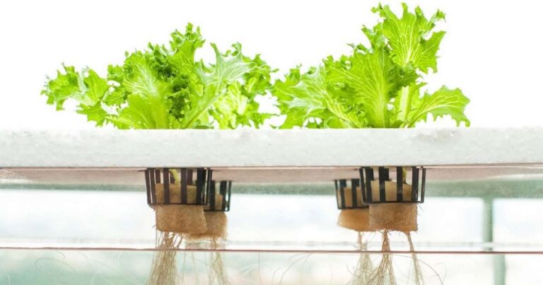 hydropoinics-1200x630