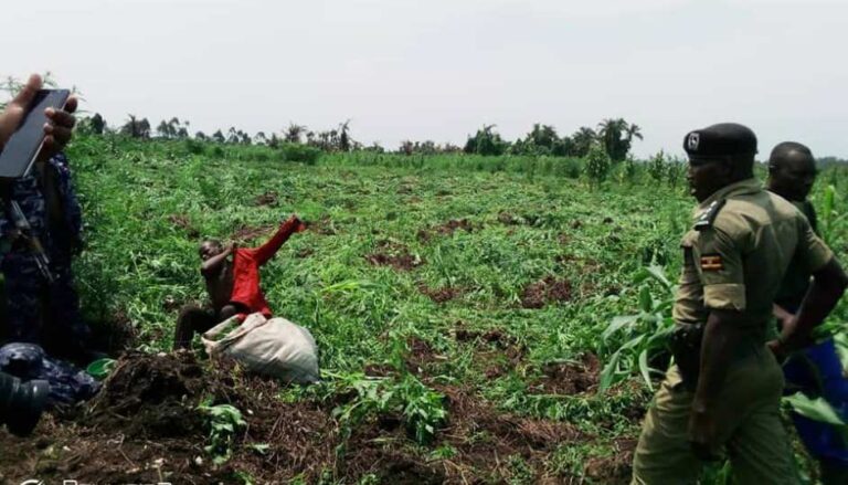 marijuana plantation