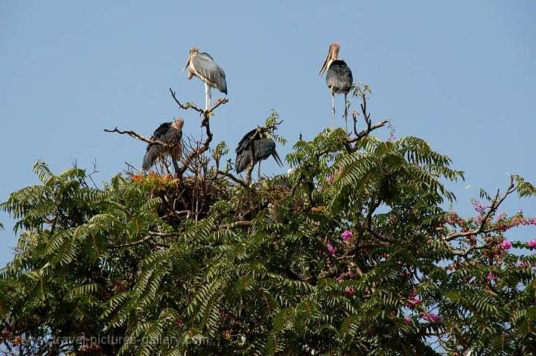 Marabou Storks