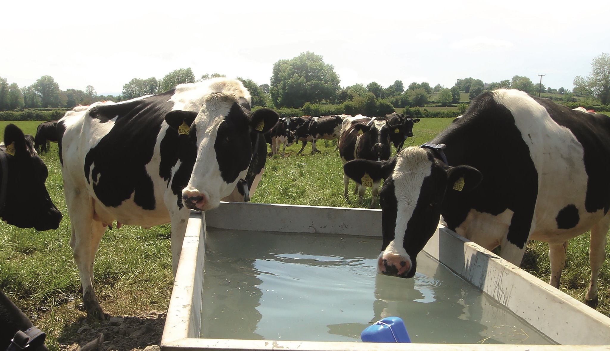 Priceless Tips On How To Milk Millions From Cows » Business Focus