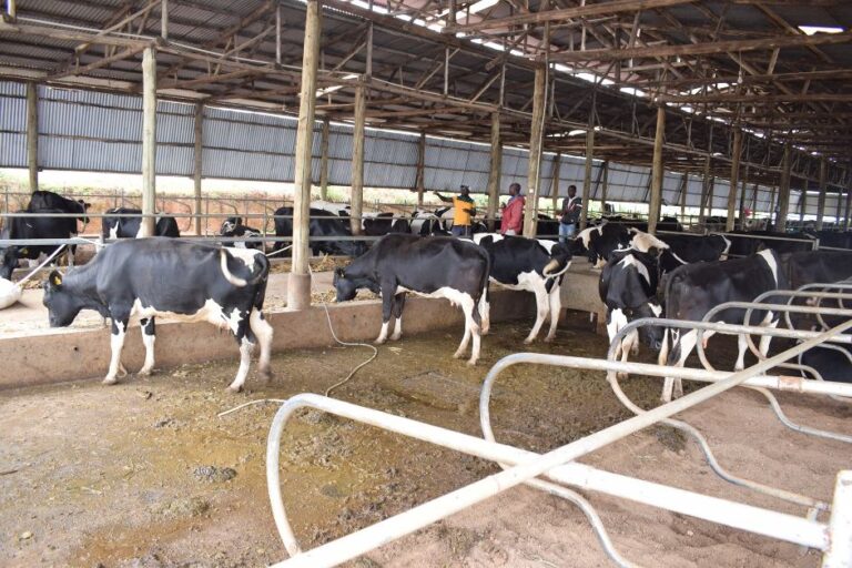 Kalera earns millions from cows