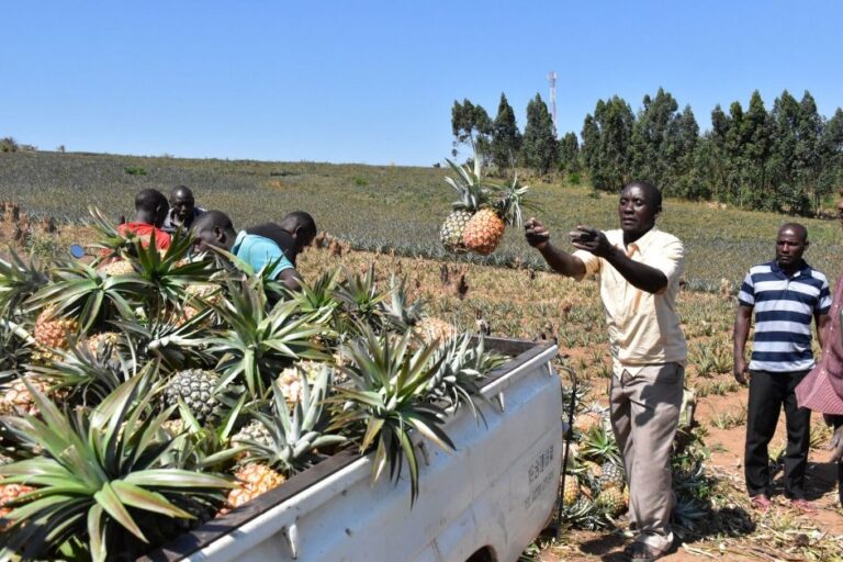 How Masaka Farmer Is Earning Millions From 25 Acres Of Pineapples