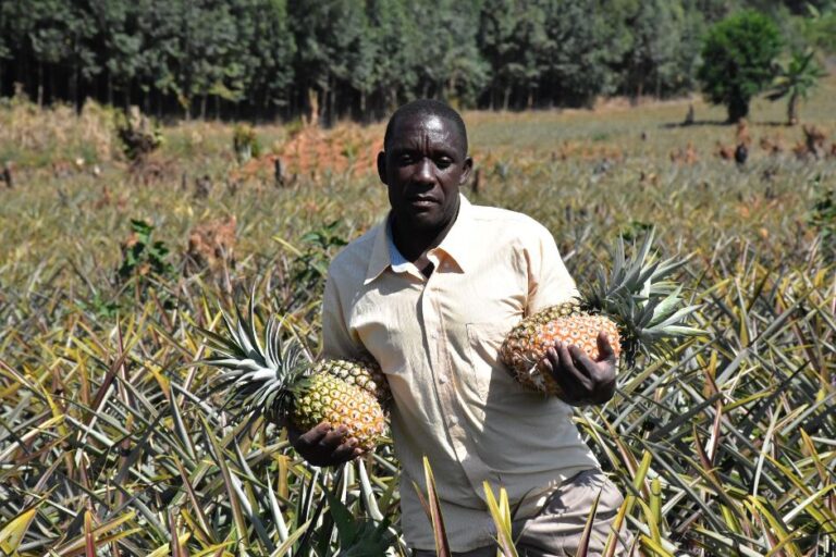 Pineapple farming has changed Moses Sebugwawo