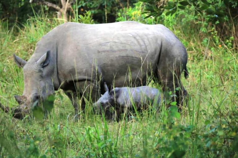 Rhinos-at-Ziwa-Rhino-sanctuary