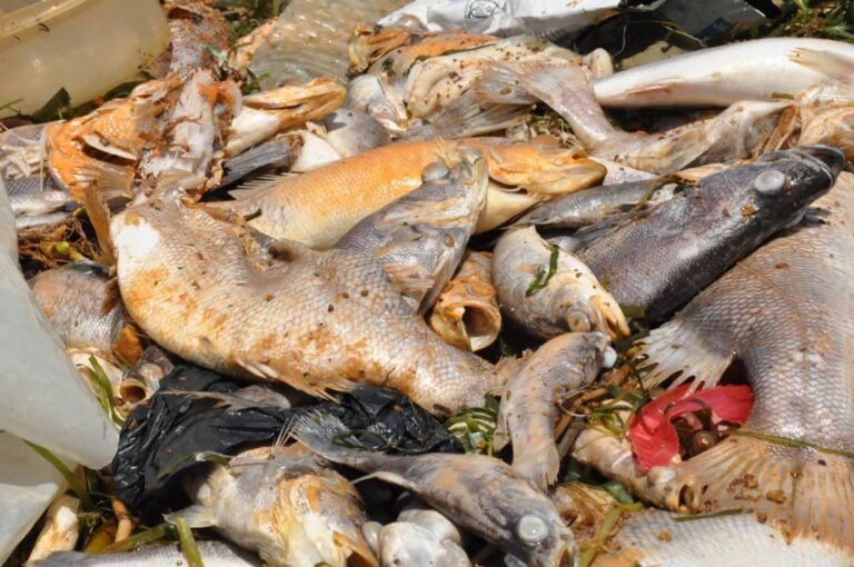 136790974_4345206272173050_630057901987660073_o