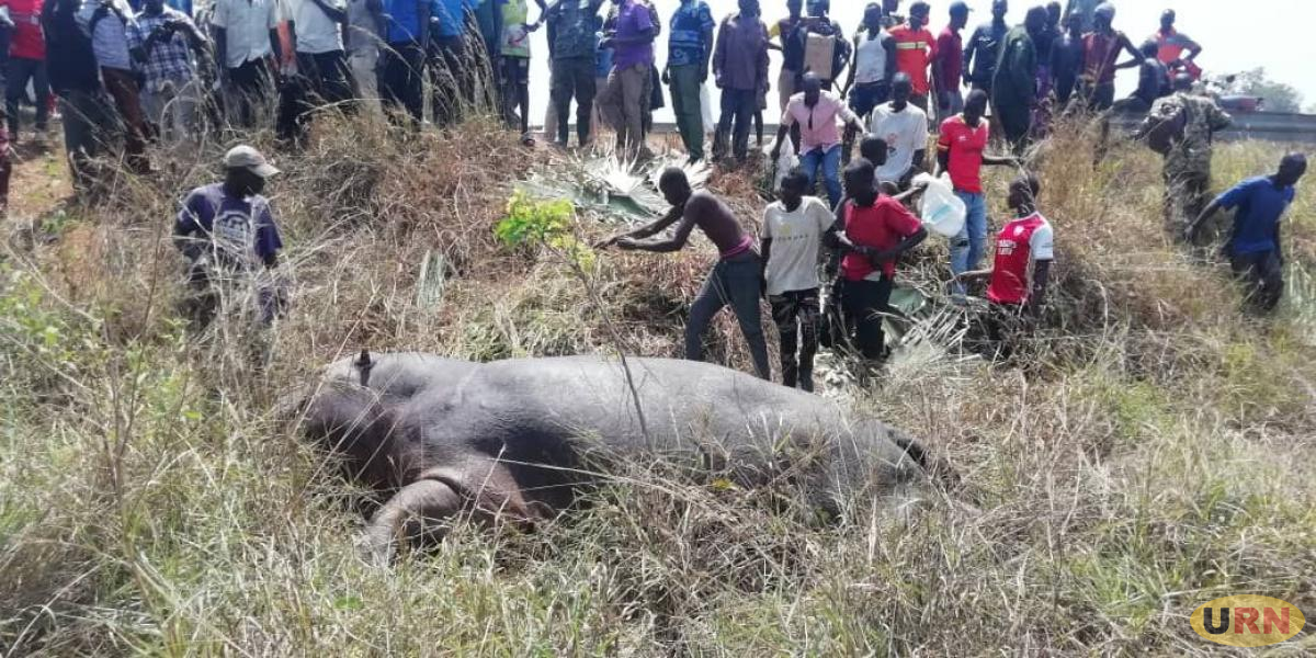The Hippo knocked dead in Nwoya on Monday morning