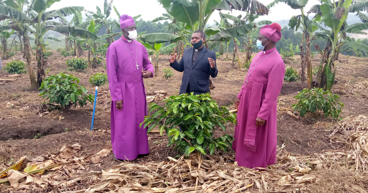 Church of Uganda ventures into coffee farming