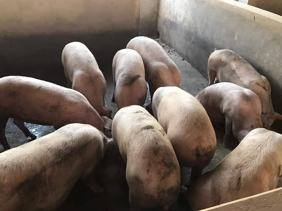 Pig farming Uganda
