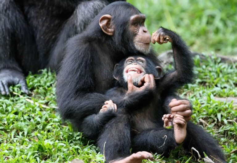 Chimps-in-Uganda