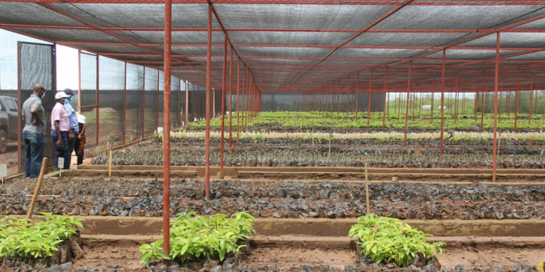 Hass Avocado seedlings
