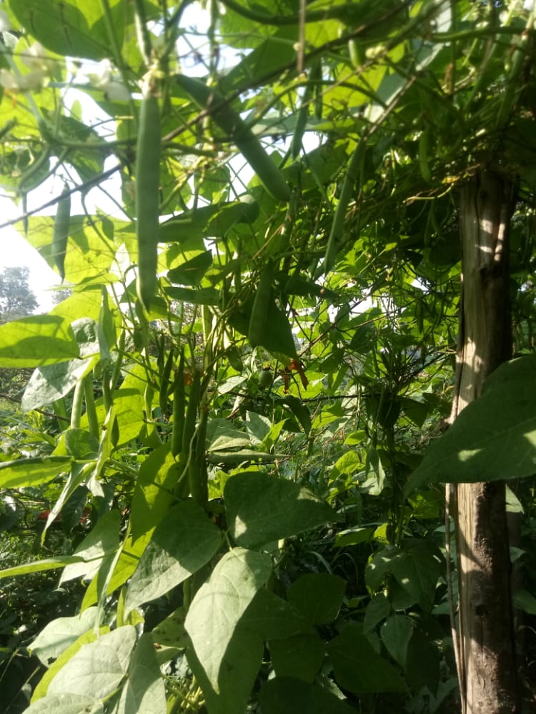 How An Acre of ‘Masavu’ Beans Can Yield 50 Bags & Earn You Millions