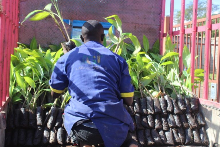 AGT’s banana plantings ready for transplanting