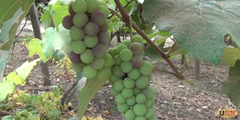 Grapes