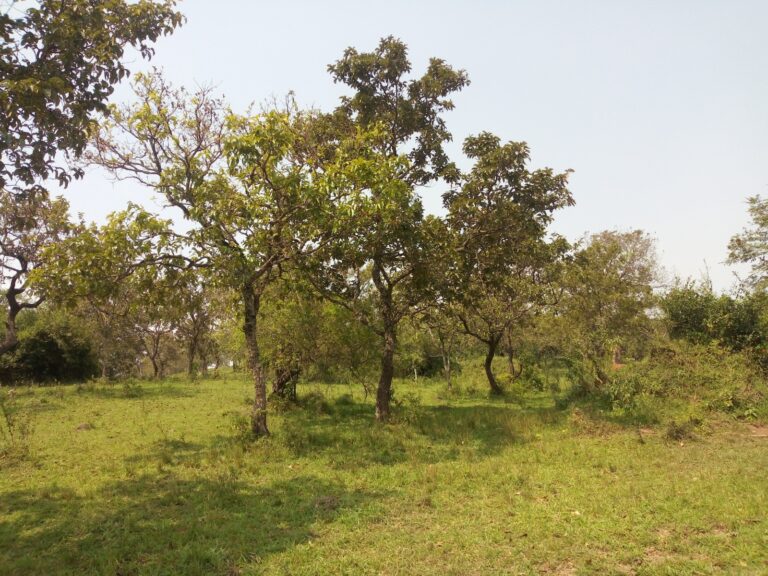 Trees in Kasaija's farm