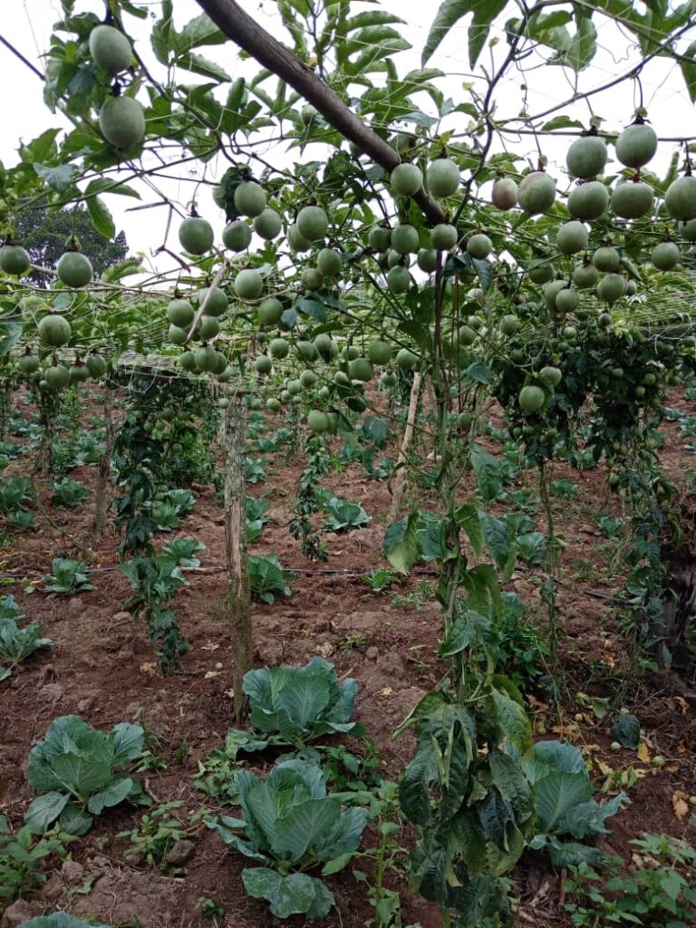 Kalyango Tips Farmers On How To Earn Millions From Passion Fruit 