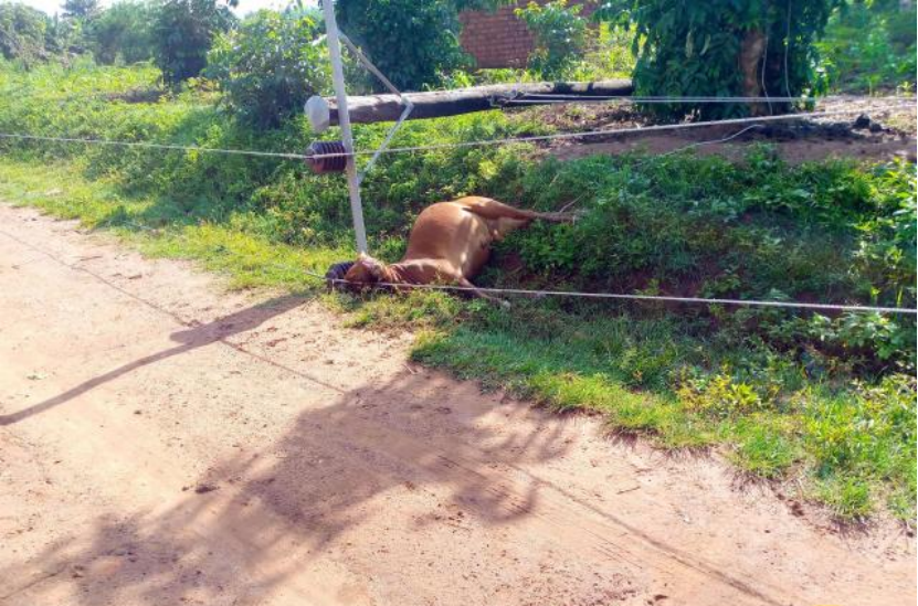 One of the Cows killed by Loose Electric Cable