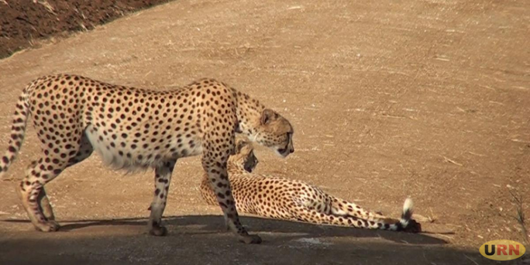 Cheetahs