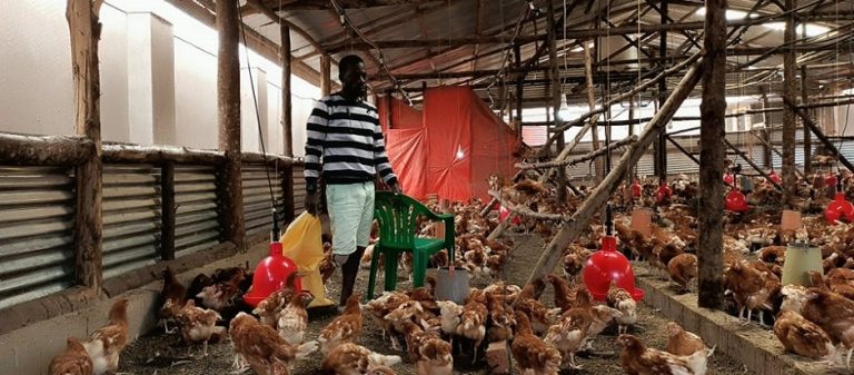 Kawongolo monitoring his layers