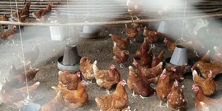 chicken in the classroom